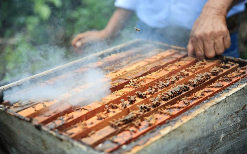 La apicultura tiene una cita con la innovación