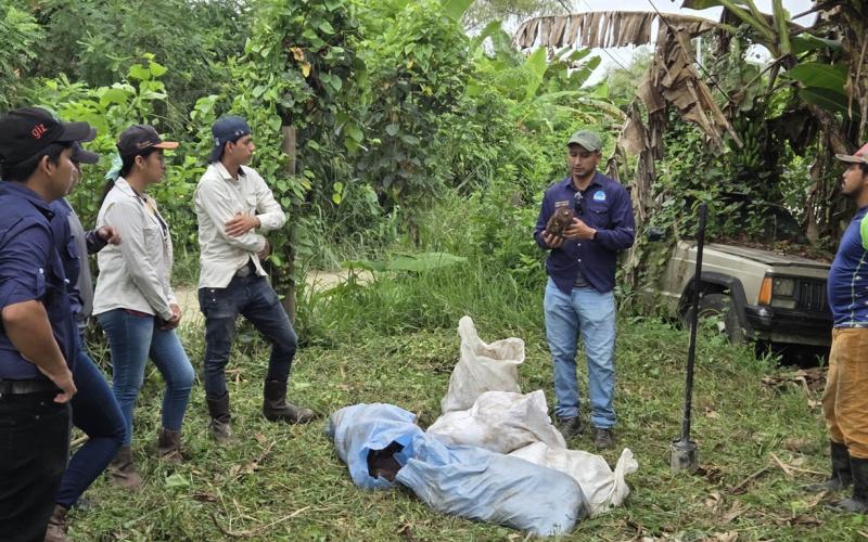 Potenciarán producción de plátano Curaré Establecen mediante una parcela demostrativa