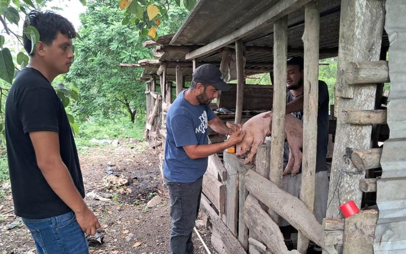 Productores de Santa Ana fortalecen la sanidad de sus granjas porcinas