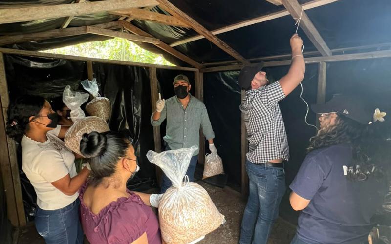 Producción de hongo ostra fortalece la nutrición en Jalapa