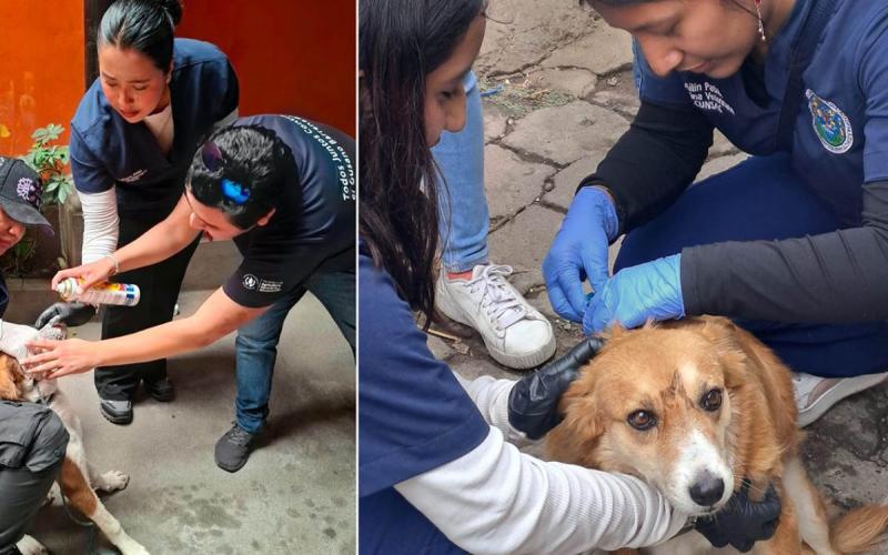 Refuerzan detección del Gusano Barrenador en Santa María de Jesús