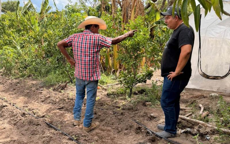 Sistema de riego por goteo impulsa cultivo de cebolla y tomate en Teculután