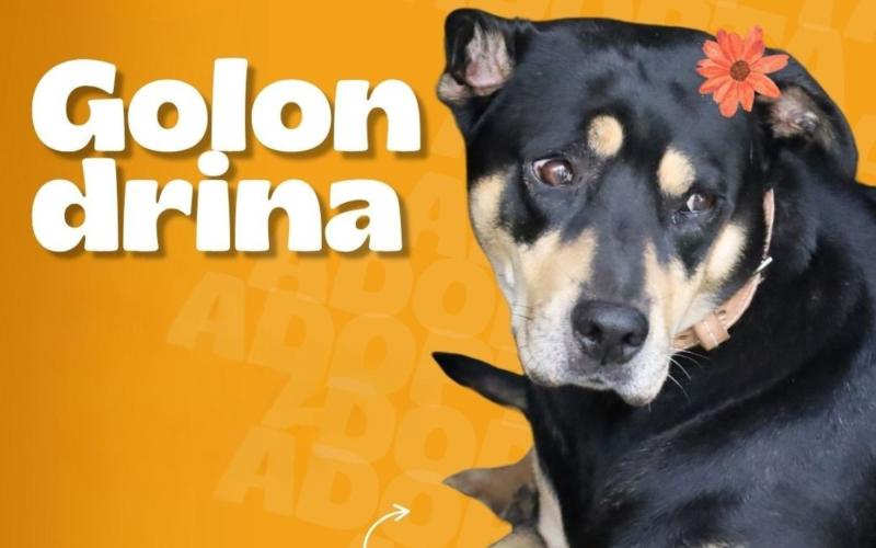 Conozca a German, Golondrina y Bellatrix