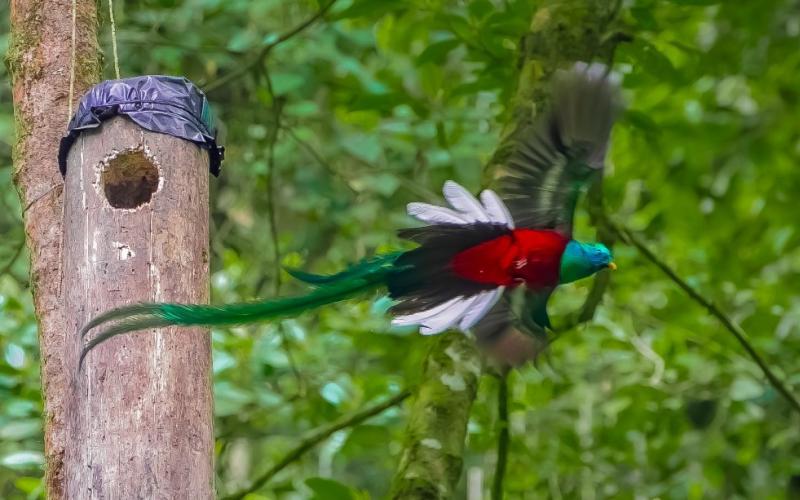 Quetzal conap