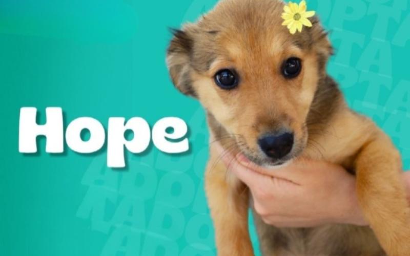 Conozca a Bella, Hope y Sadie