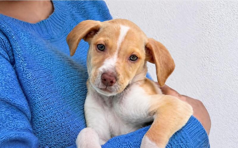23 de septiembre | Día Mundial del Perro Adoptado