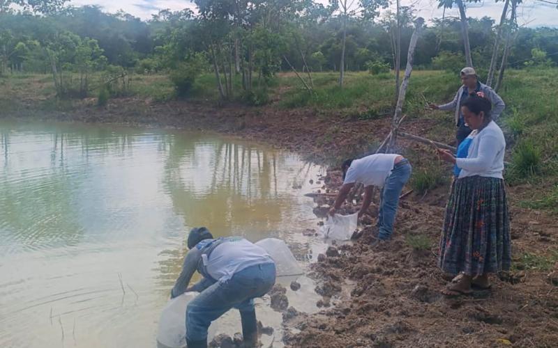 Productores de Santa Ana y San Andrés fortalecen la producción de tilapia