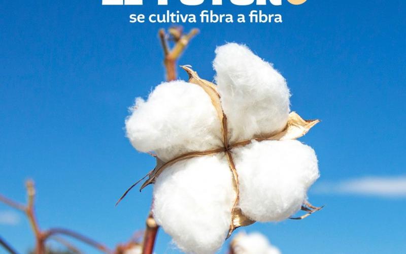 7 de octubre | Día Internacional del Algodón