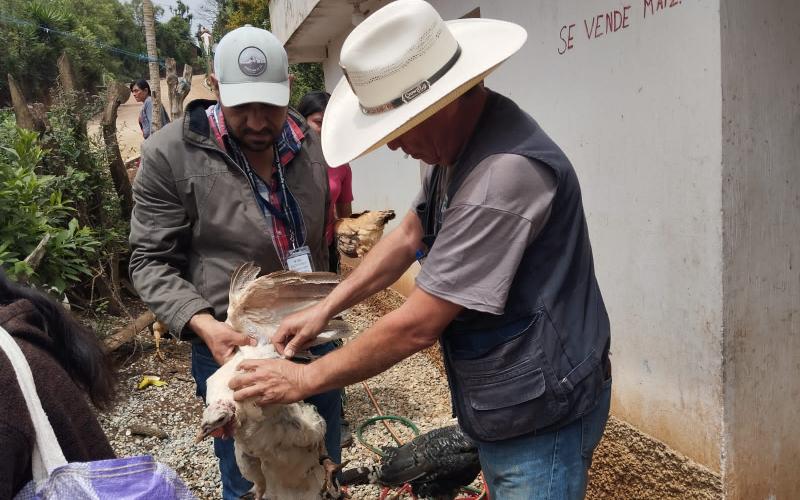 Vacunación protege a más de mil aves de traspatio y producción en Jalapa