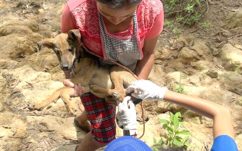 Atienden a 35 animales en prevención del Gusano Barrenador