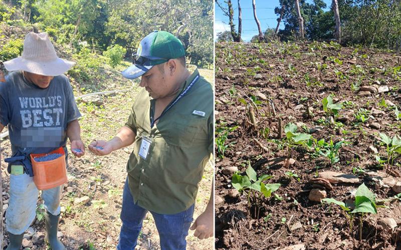 Brindan asistencia técnica en fertilización y control de plagas en cultivo de frijol
