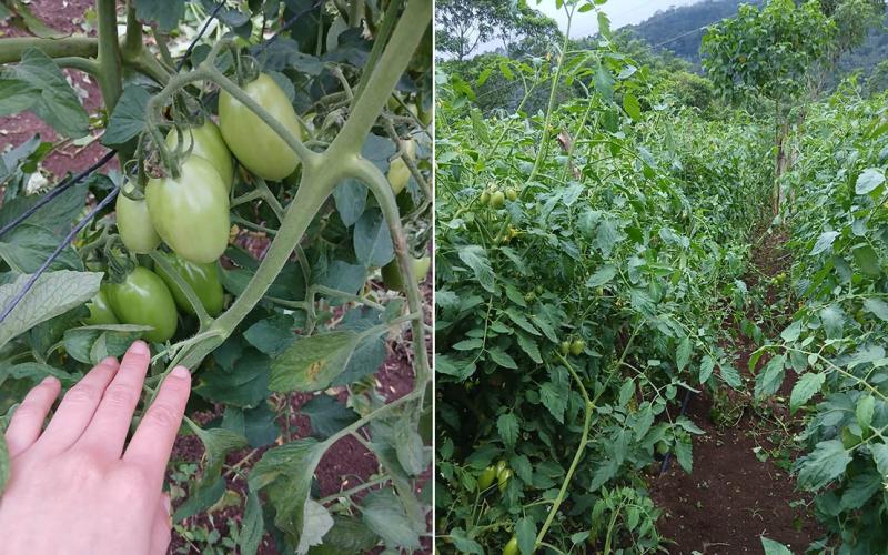 Optimizan cultivo de tomate en huerto comunal de Zacapa