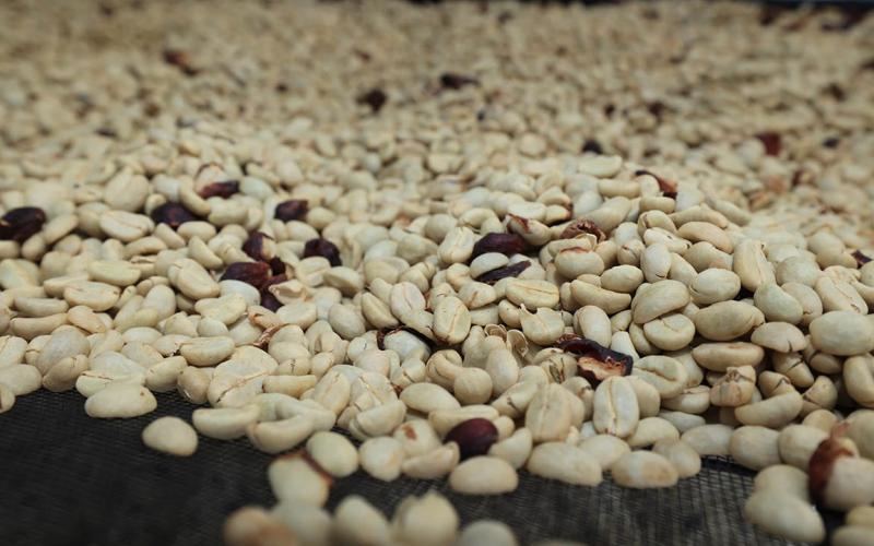 1 de octubre | Día Internacional del Café