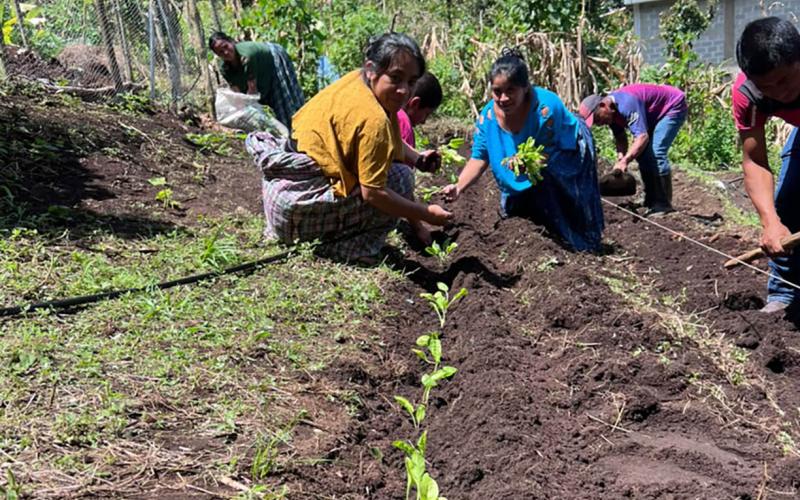 Huertos comunitarios fortalecen la agricultura familiar en Cobán