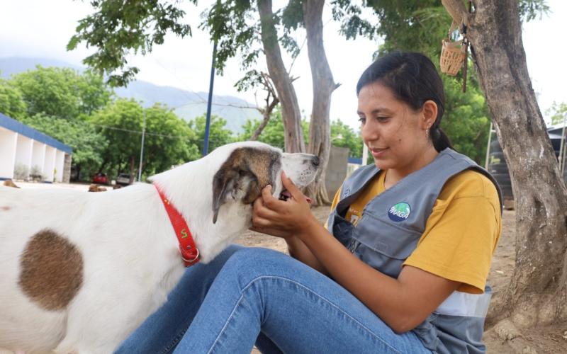 Guía para el buen cuidado de perros y gatos