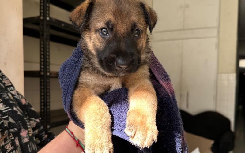 Descargue la Guía para el buen cuidado de Perros y Gatos