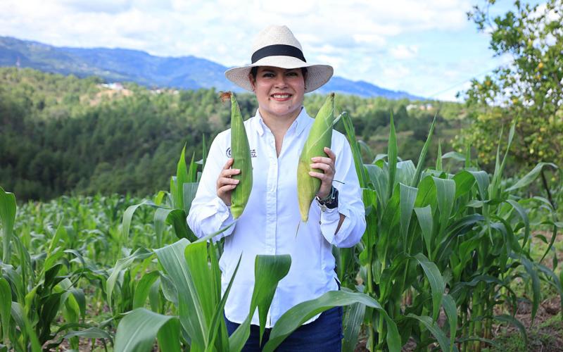 Nuevas variedades de maíz en Totonicapán