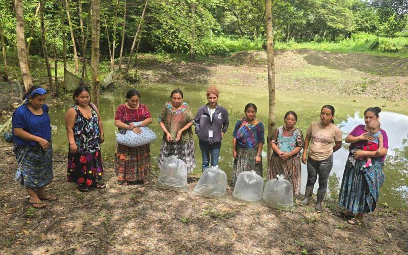 Producción de tilapia fortalece la economía rural en Sayaxché