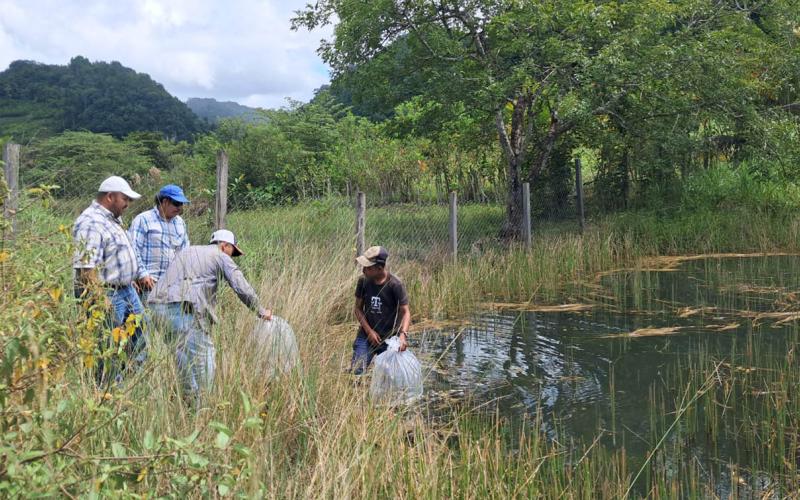 Comunidades de Dolores y Poptún fortalecen producción acuícola