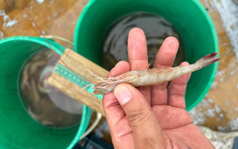 Nuevamente detectan camarón café en aguas de Izabal