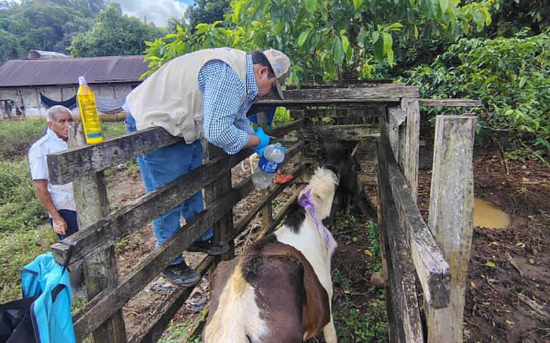 Curan caso de Gusano Barrenador en una yegua en Raxruhá