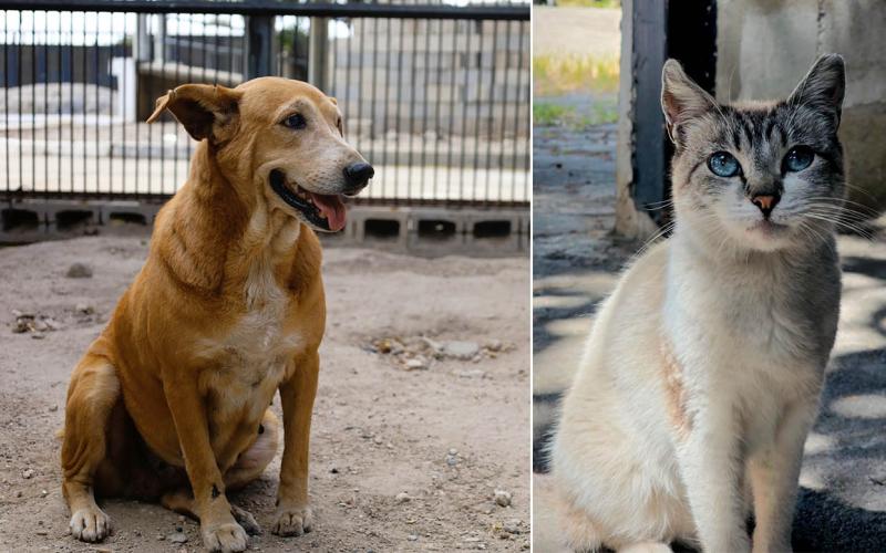 Bienestar animal: un compromiso que requiere responsabilidad y respeto