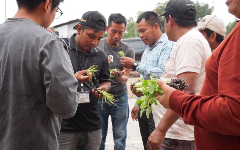 Fortalecen producción de alimentos en Joyabaj con la entrega de 200 plántulas