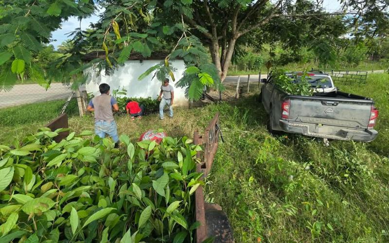 La ganadería sostenible de Petén se fortalece con 250 mil plantas forestales