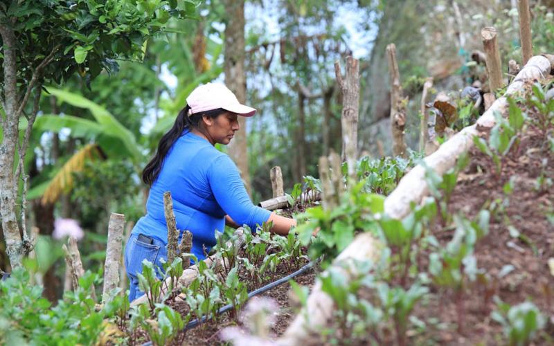 Conozca cómo cultivar espinaca en casa