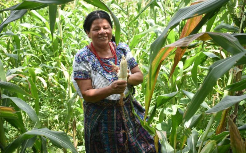 MAGAcciones | Más de 33 mil productores beneficiados con Seguro Agropecuario