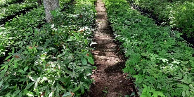 Vivero de la Autoridad para el Manejo de la Cuenca del Lago Petén Itzá