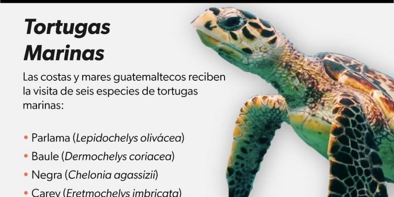 La mejor forma de conservar la vida silvestre es evitando el tráfico, la cacería y el comercio ilegal; denunciemos los actos ilícitos que atentan contra el patrimonio natural que es de todos los guatemaltecos