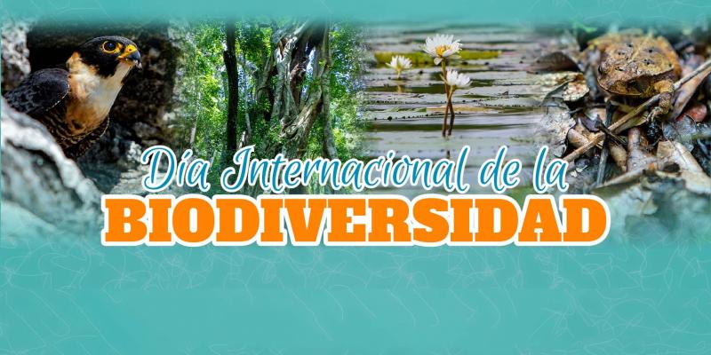 ave agua sapo texto