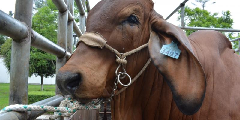 Avanza proceso de trazabilidad bovina en el territorio guatemalteco
