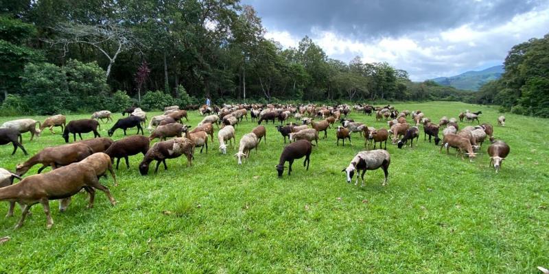 Guatemala celebra segundo seminario virtual de agricultura orgánica