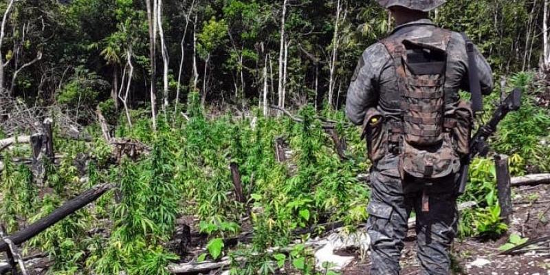 Ejército de Guatemala erradica plantación de ilícitos localizada en Petén