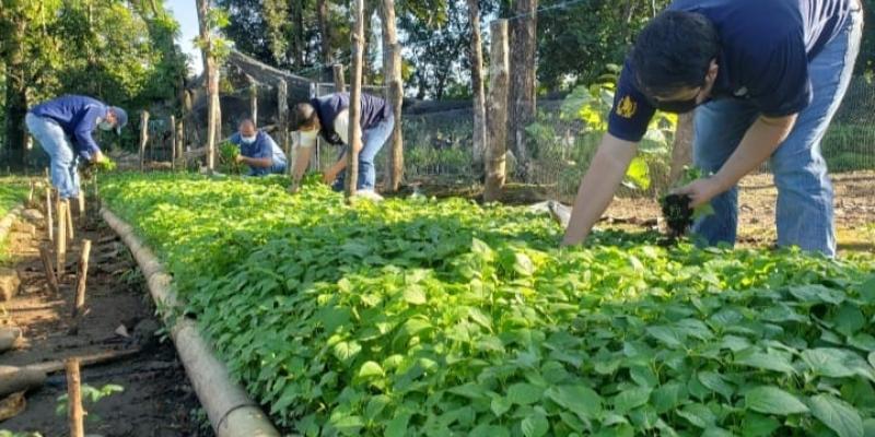 Extensionistas  entregan hierba mora a productores