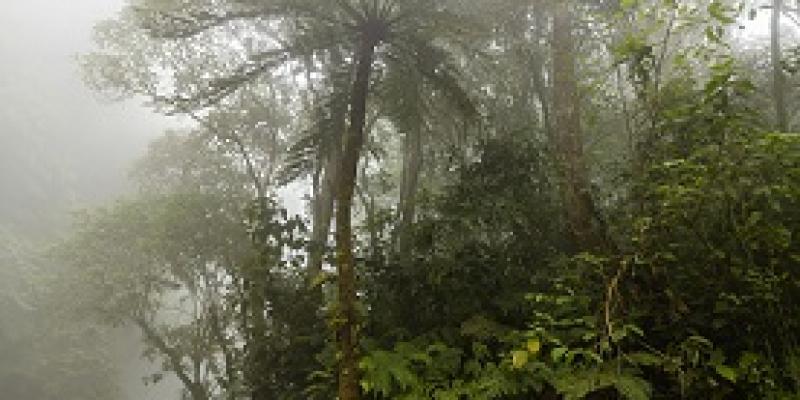 Bosque nuboso