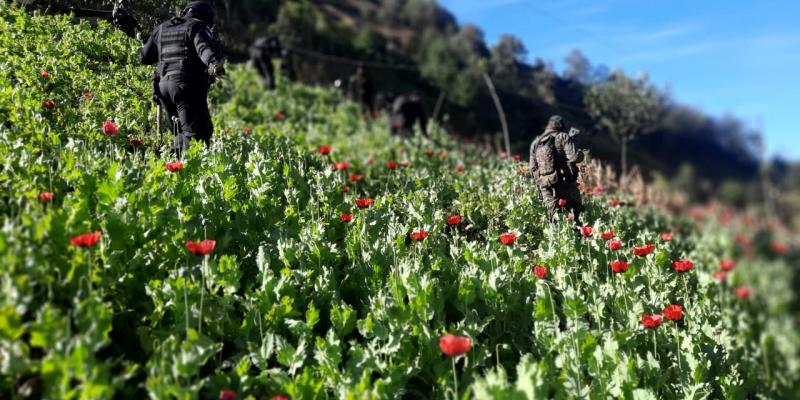 Erradicación de plantaciones de ilícitos en San Marcos