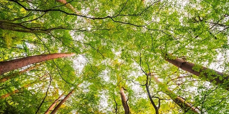 Entrega de incentivos forestales