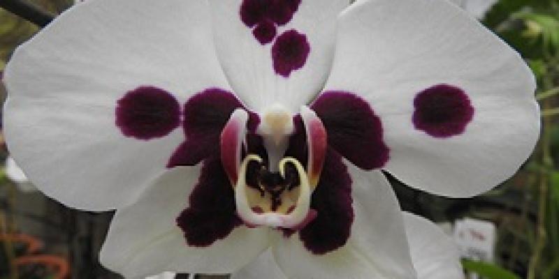 Orquideas