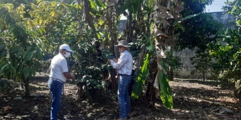 Ceniza expulsada por el volcán Santiaguito no  provocó daños a cultivos