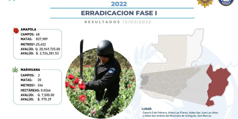 Erradican más de 800 mil matas de amapola y decomisan marihuana