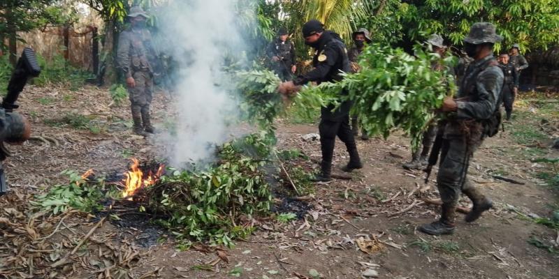 Ejército de Guatemala erradicó 3 mil 600 arbustos de coca en Sayaxché, Petén