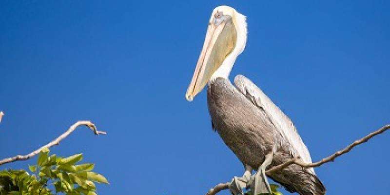 aves migratorias