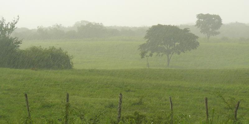 Lluvias afectan más de 100 hectáreas de maíz en Suchitepéquez