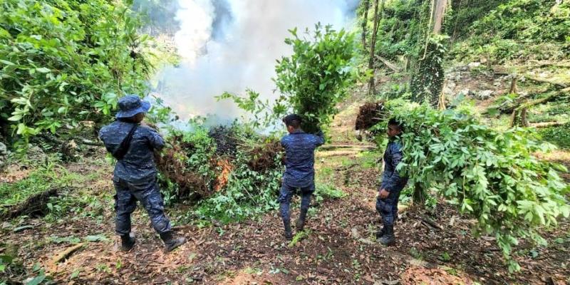 Ejército de Guatemala localizó plantaciones de hoja de coca en el departamento de Izabal.