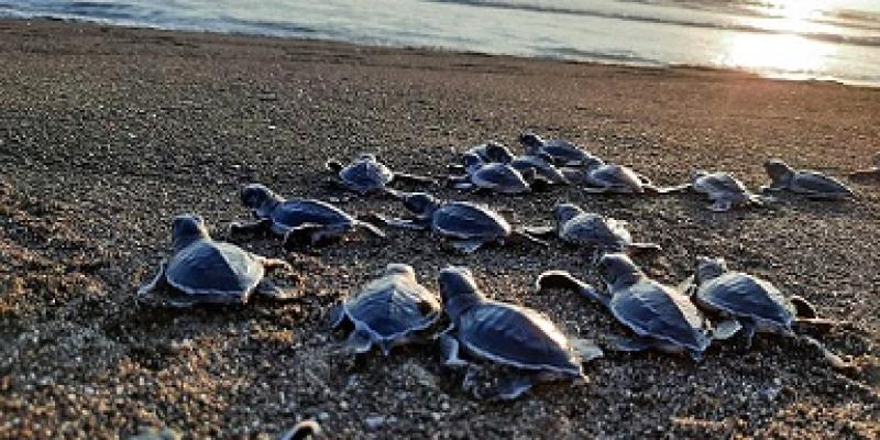 tortugas