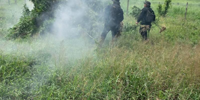 Erradican plantaciones de ilícitos en San Marcos y Petén