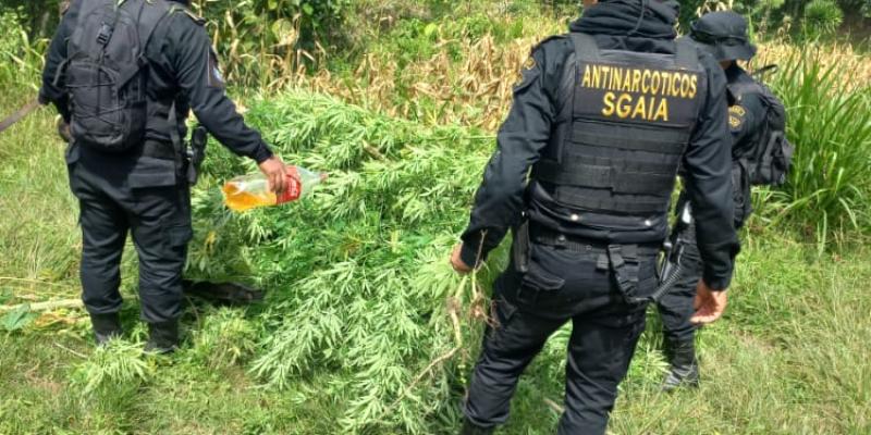 Erradican plantaciones de marihuana en San Marcos